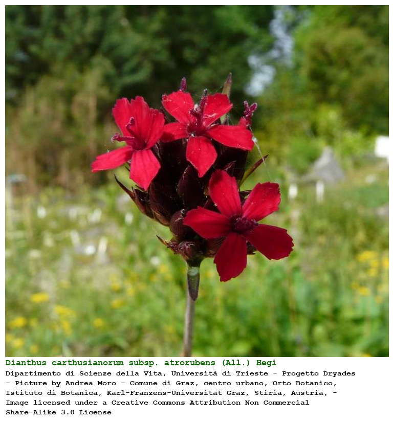 Dianthus carthusianorum subsp. atrorubens (All.) Hegi